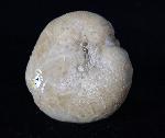 Linthia vilanovae (COTTEAU 1889) - Bild © FossNet FossilienStore